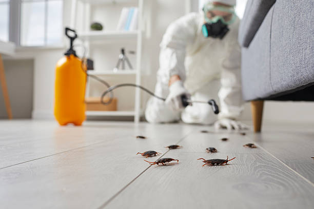 Affordable Termite Control solutions in St. Augusta, MN